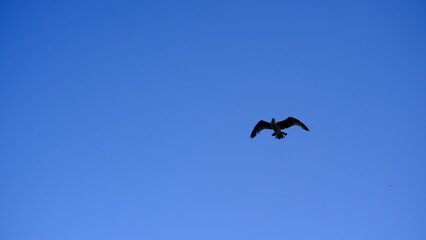 eagle in flight