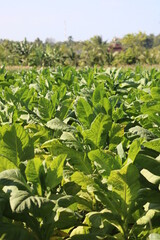 Tobacco field in Lombok, Indonesia