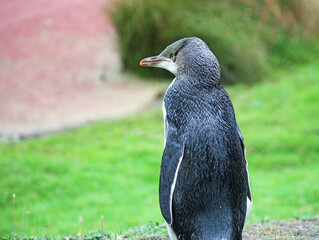 Penguin chick from the back - Yellow eyed penguin - New Zealand