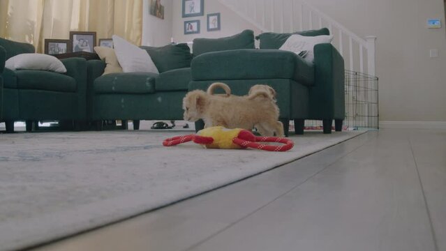 Two Puppies Playing with Toy Then Running Out of Room.