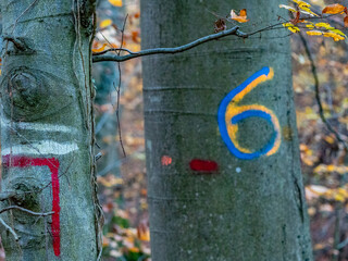 Markierte Baumstämme im Wald