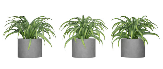 Set of Isolated plants