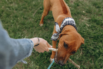 From above of crop woman playing game with Rhodesian Ridgeback dog with stick in summer park