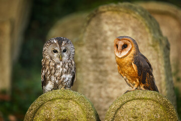 Owls at sunrise. Tawny owl, Strix aluco, and barn owl, Tyto alba, perched on gravestone on old cemetery. Two beautiful owls in morning sun rays. Urban wildlife. Colorful autumn in nature.