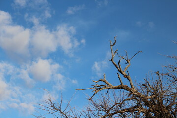 tree against sky
