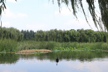 lake in the woods