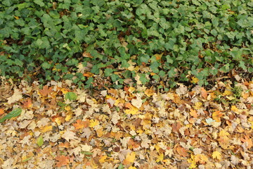 autumn leaves on the ground