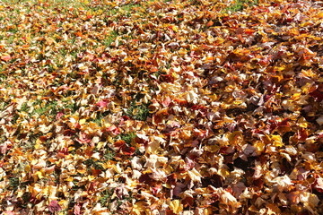 red and yellow leaves