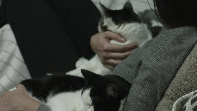 Cute Cats Relaxing At Their Home Blackmagic Camera 4K