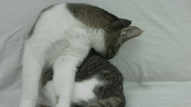 Cute Cats Relaxing At Their Home Blackmagic Camera 4K