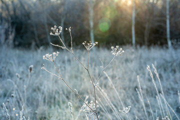 Flora and fauna in the snowy and clod Lobau, Austria, in winter, near Vienna