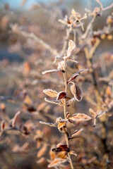Flora and fauna in the snowy and clod Lobau, Austria, in winter, near Vienna