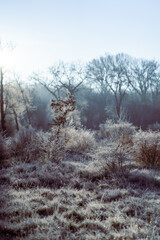 Flora and fauna in the snowy and clod Lobau, Austria, in winter, near Vienna