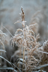 Fototapeta premium Flora and fauna in the snowy and clod Lobau, Austria, in winter, near Vienna