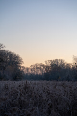 Flora and fauna in the snowy and clod Lobau, Austria, in winter, near Vienna