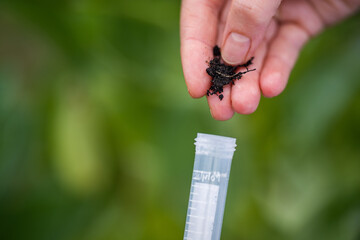 female farmer scientist researching plants and agricultural research