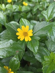 yellow flower in the garden