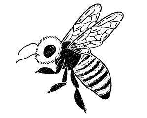 ミツバチの線画イラスト素材