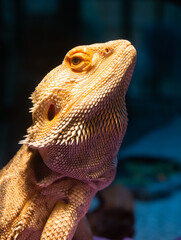 Close Up of the Head and Upper Body of a Bearded Dragon Looking at the Camera