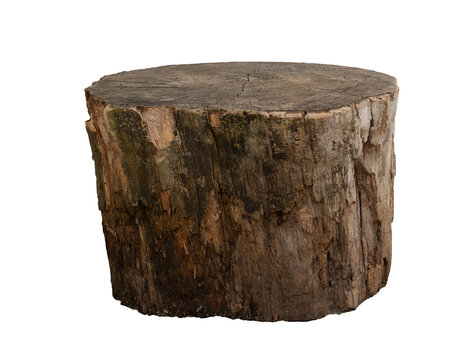 Empty tree trunk to display products. Isolated on transparent background.