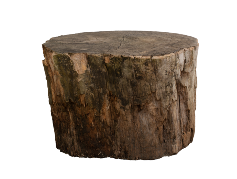 Empty tree trunk to display products. Isolated on transparent background.