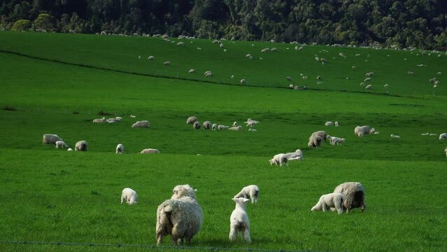 Endless number of sheep graze in vibrant landscape of New Zealand, Fortrose area