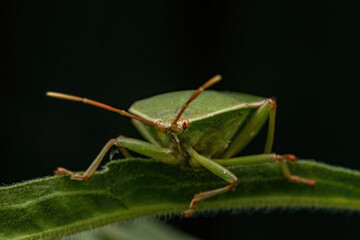 Stink Bug