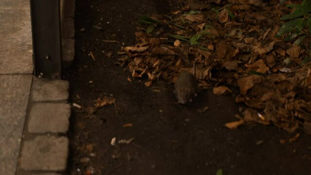 Tracking shot of a rodent running around of top of the autumnal trees