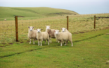 Five sheep watching me, New Zealand