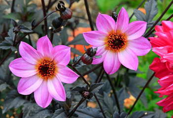 Two magenta star Dahlia flowers