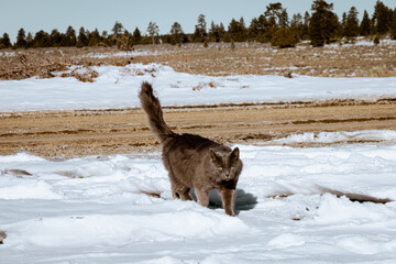 Adorable gray cat playing and walking in the snow on a blue clear sunny day. The weather is cold, but the kitty is enjoying the outside environment