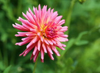 Pink Dahlia flower