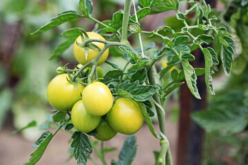 Yellow Tomatoes