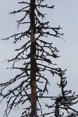 Dry spruce trees in the middle of a winter snowy forest in a mountainous area
