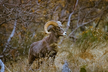 Super telephoto image of bighorn sheep grazing, walking, staring in Zion National Park in Utah seen...