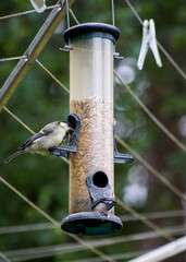a bird on a feeder