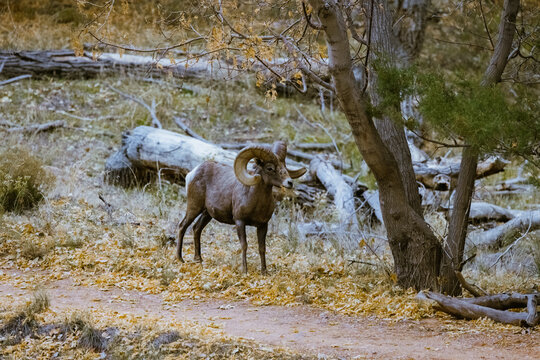 Super telephoto image of bighorn sheep grazing, walking, staring in Zion National Park in Utah seen along a popular walking trail just after sunset at dusk time when there are less people around.