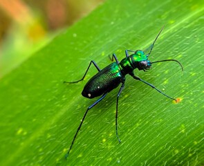 bug on a leaf