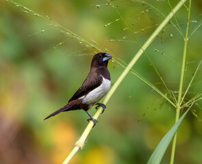 White-rumped munia