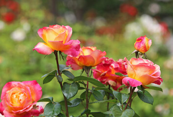 Fototapeta na wymiar Yellow pink Roses