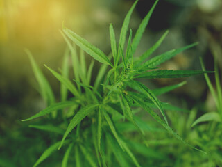 Blooming Marijuana plant THC and CBD