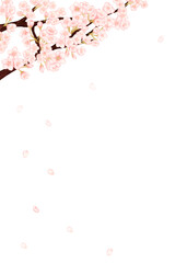 桜の花びらが散る春の白背景フレーム