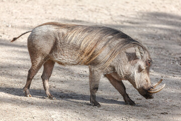Warthog animal . Phacochoerus  savannah wild animal 