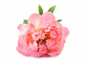 Beautiful blooming pink peony isolated on white