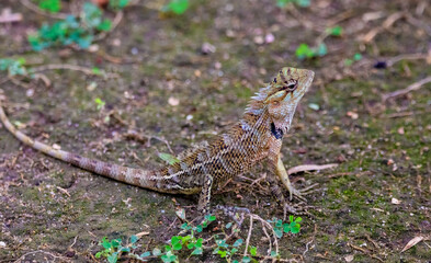 Oriental garden lizard