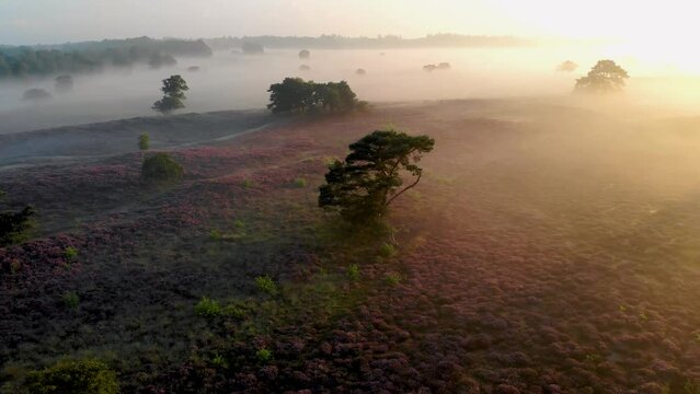 Purple pink heather in bloom, sunrise with fog and blooming heater fields on the Veluwe by Laren Hilversum Netherlands, Zuiderheide National park Veluwe Purple heather in bloom