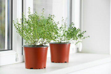 Aromatic green potted thyme on white windowsill indoors. Space for text