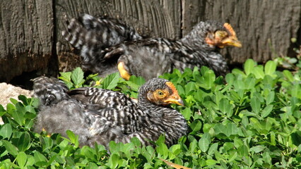 Black and white hens at a farm in the Intag Valley, outside of Apuela, Ecuador