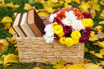 Wicker basket with beautiful chrysanthemum flowers and books on green grass outdoors