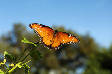 Beautiful orange Monarch butterfly on plant outdoors